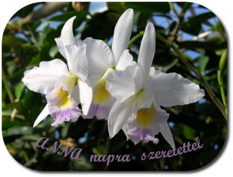 Anna napra
